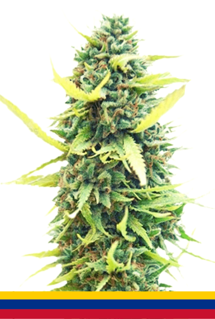 Colombian Gold