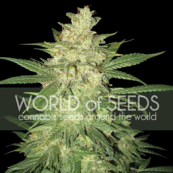 COLOMBIAN GOLD RYDER – Auto - Imagem 2