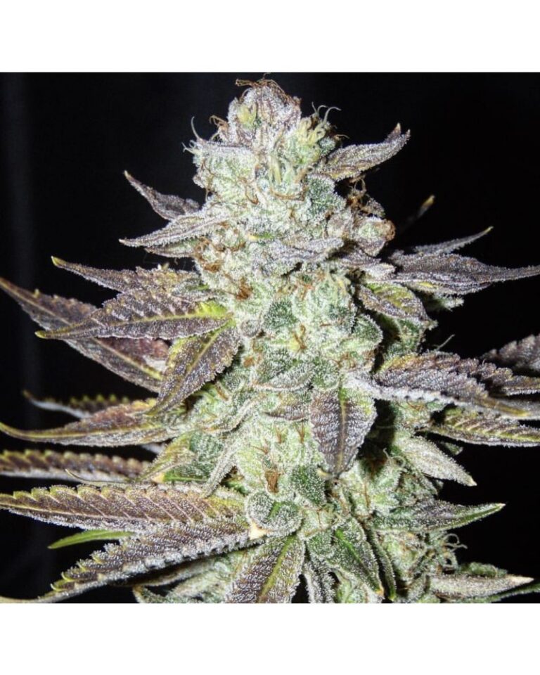 COOKIES – SANTA SEMENTE BR