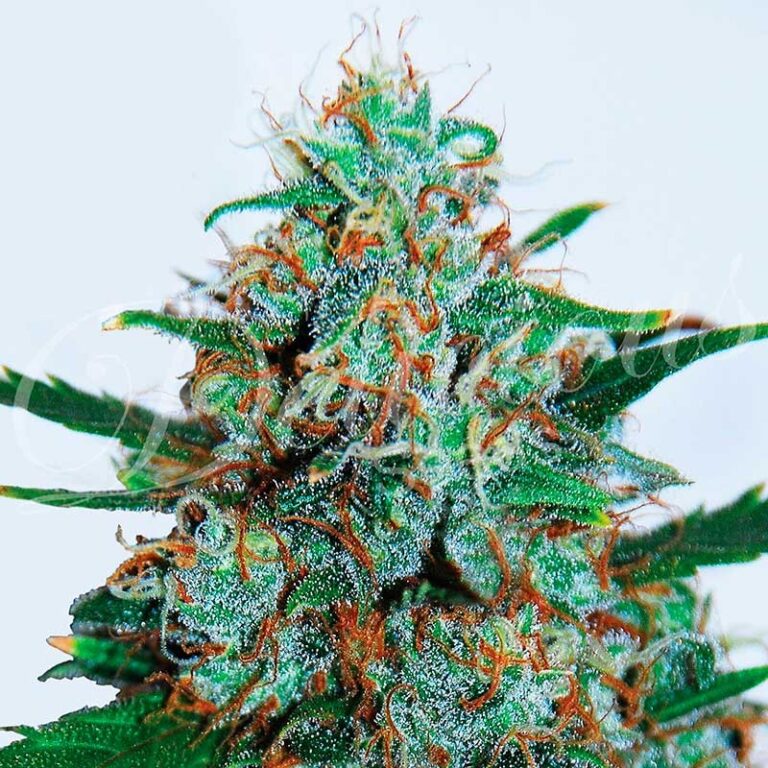 CRITICAL NEVILLE HAZE AUTO ® 1