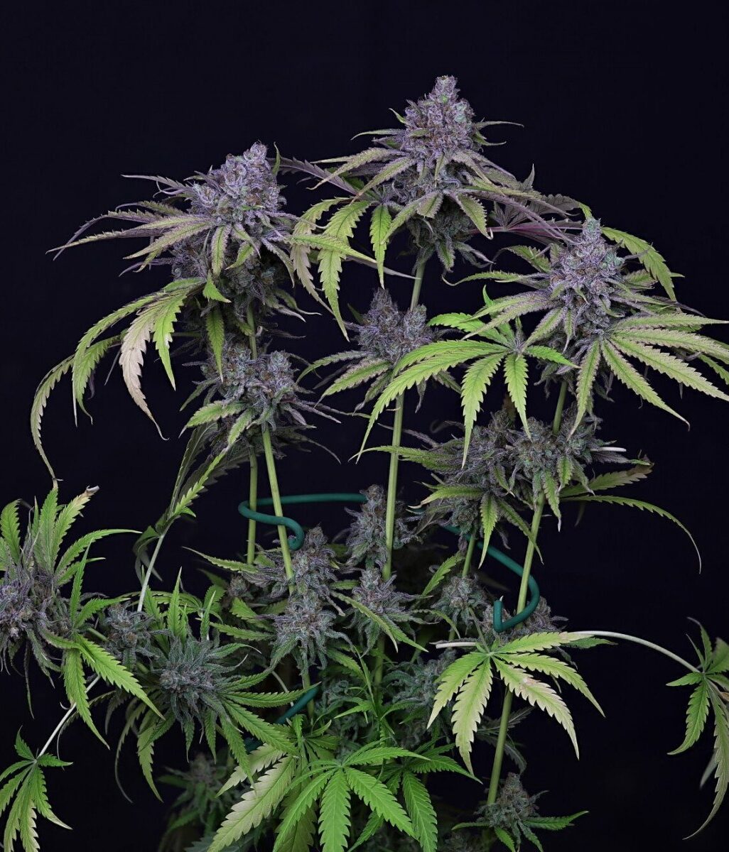 Critical Purple