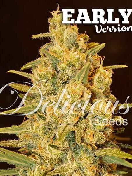 CRITICAL SENSI STAR EARLY VERSION ® – Feminizada – Delicious Seeds 1