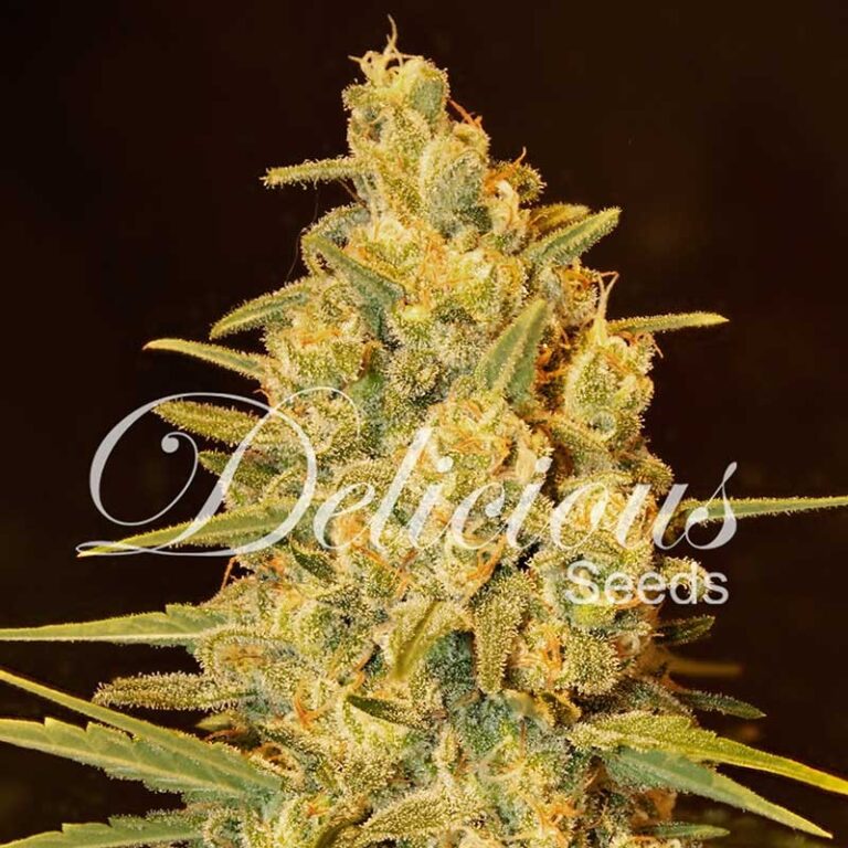 CRITICAL SENSI STAR – Feminizada – Delicious Seeds 1