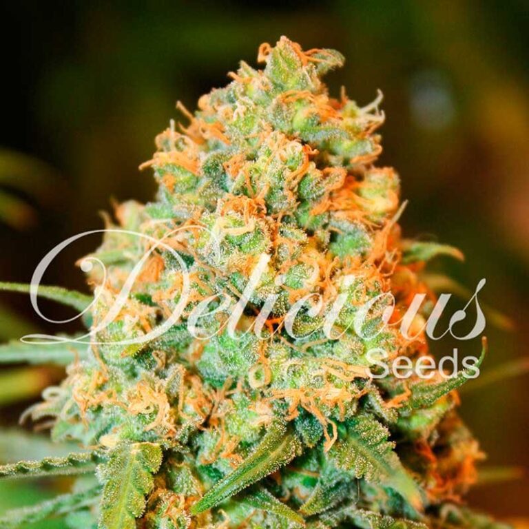 CRITICAL SUPER SILVER HAZE – Feminizada – Delicious Seeds 1