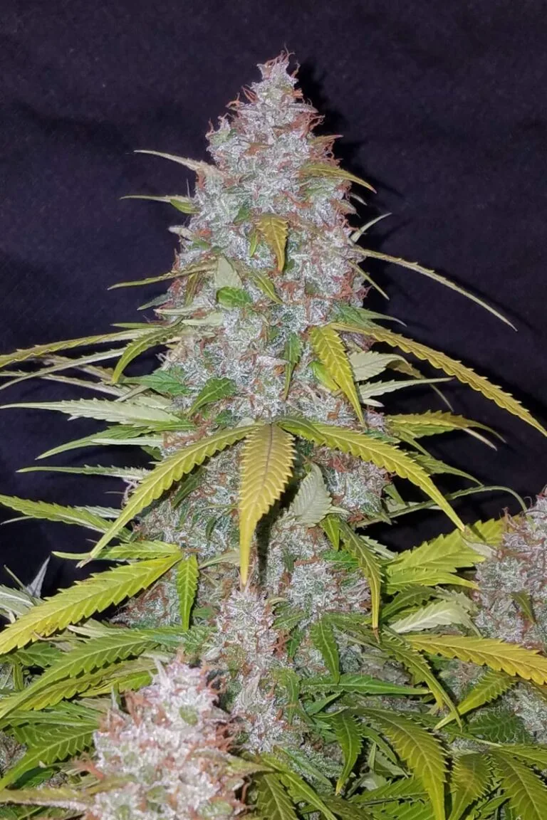 Californian Snow Auto 1