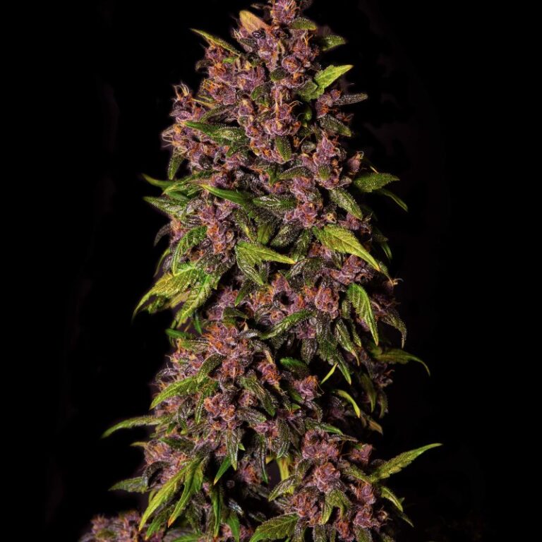 Crystal Meth Auto – FASTBUDS 1