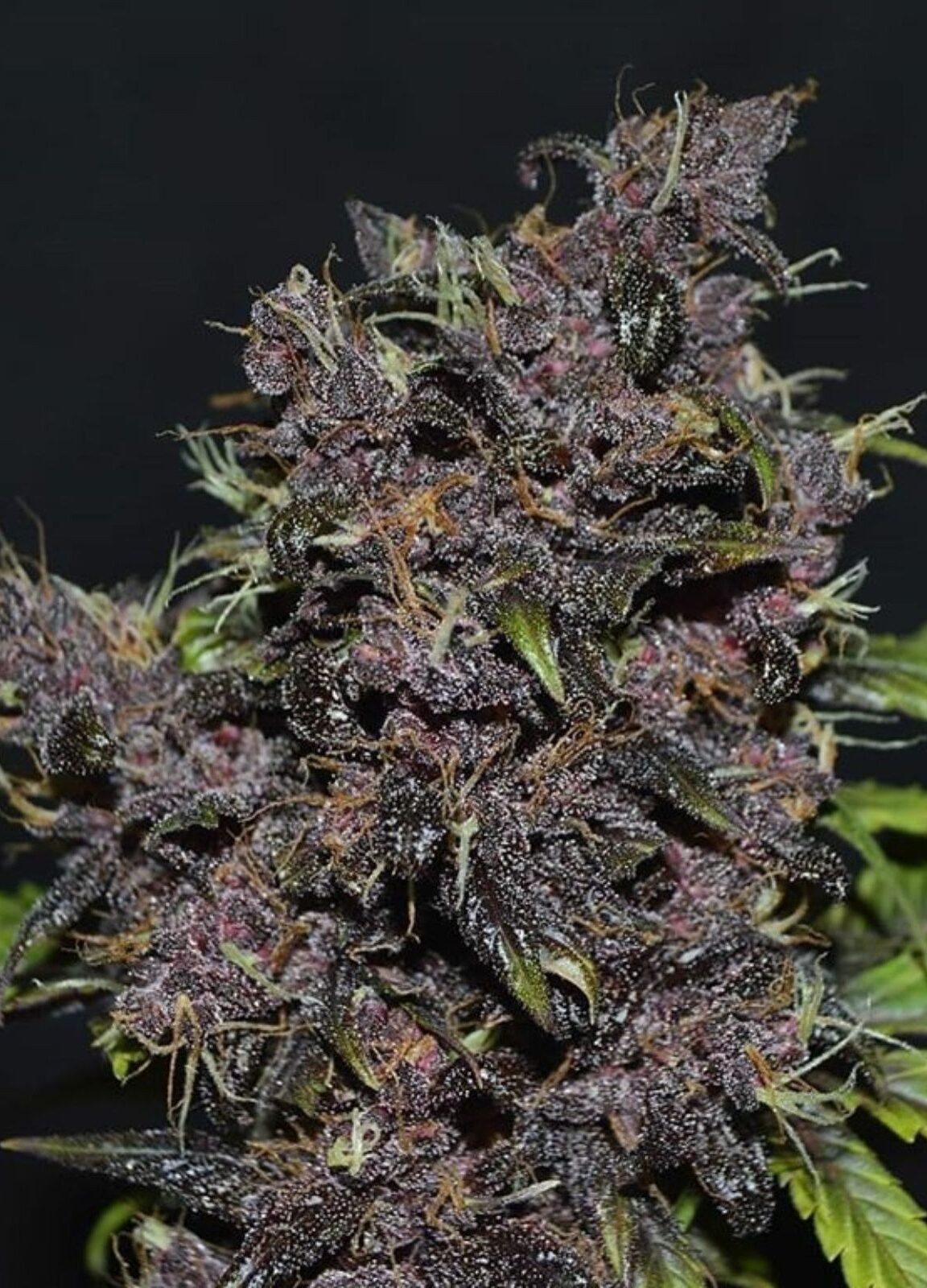 Dark Purple Auto