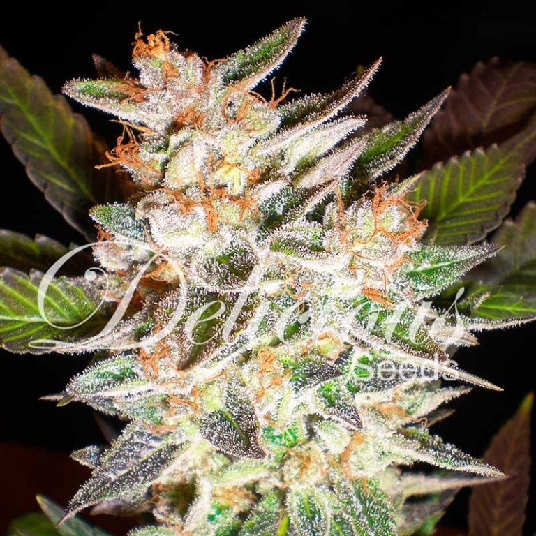 DELICIOUS CANDY AUTO® – Delicious Seeds 1