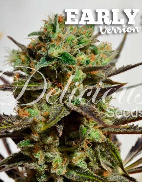 DELICIOUS CANDY EARLY VERSION ® – Feminizada – Delicious Seeds 1