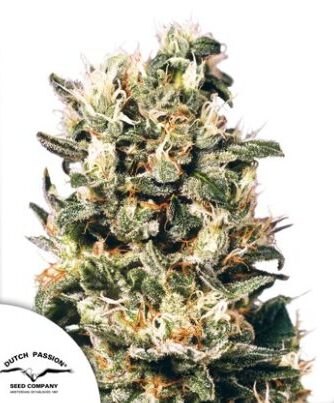 Euforia® – Fot