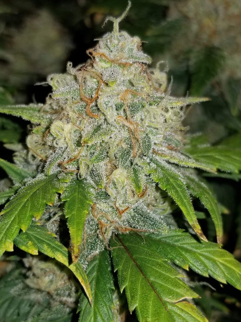 Zkittlez Auto FASTBUDS