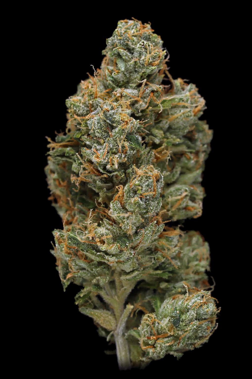 Zombie OG